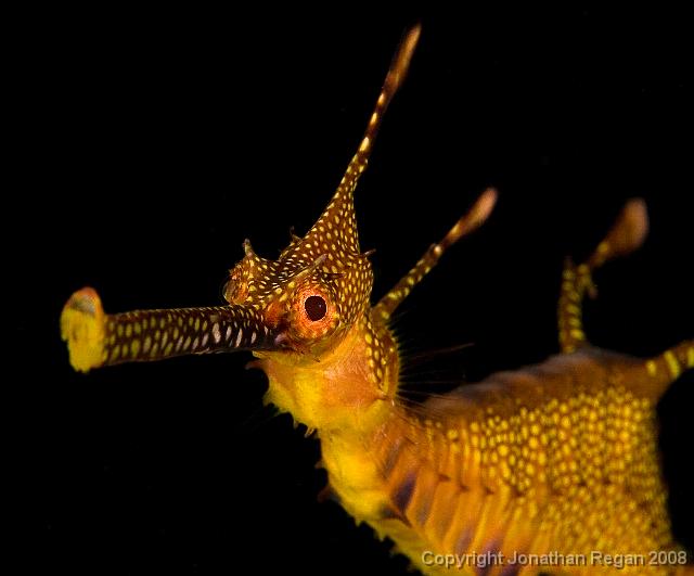 IMG_7195.jpg - Juvenile Weedy Seadragon, 22 June, 2008