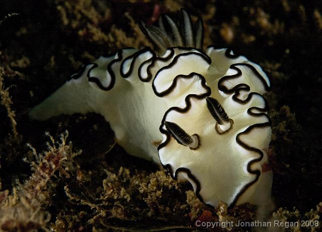 IMG_7222.jpg - Black margined glossodoris, 22 June, 2008