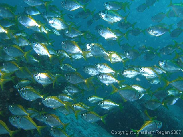 P9239675.JPG - Ladder fin pomfret, 23 September, 2007