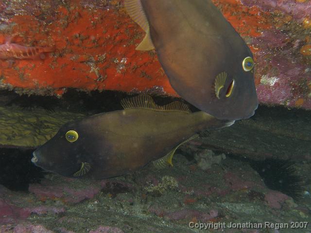 PB171127.JPG - A pair of Black reef leatherjackets, 17 November, 2007
