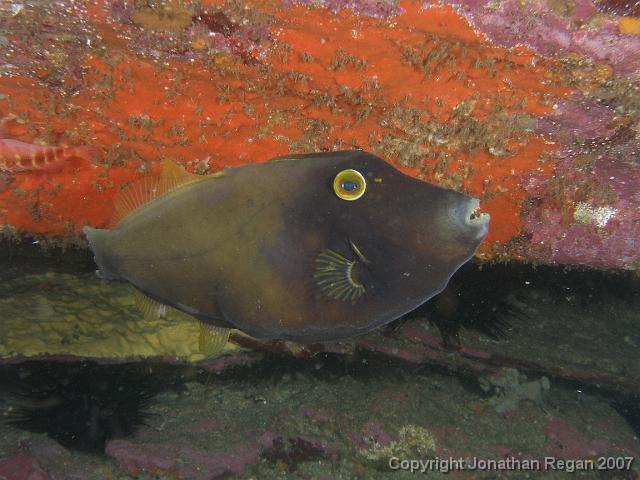 PB171129.JPG - Black reef leatherjacket, 17 November, 2007