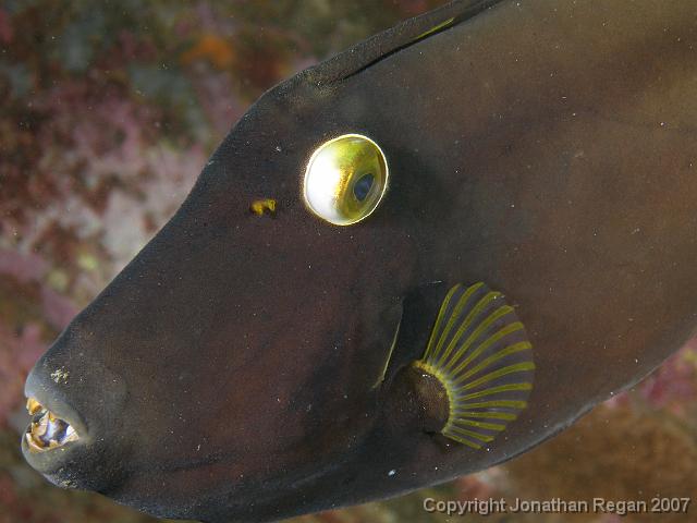 PB171137.JPG - Up close with the black reef leatherjacket, 17 November, 2007