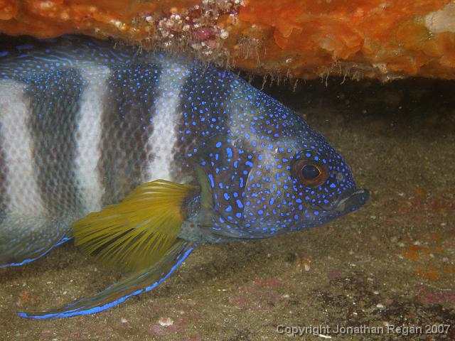 PB171171.JPG - Eastern blue devil fish, 17 November, 2007