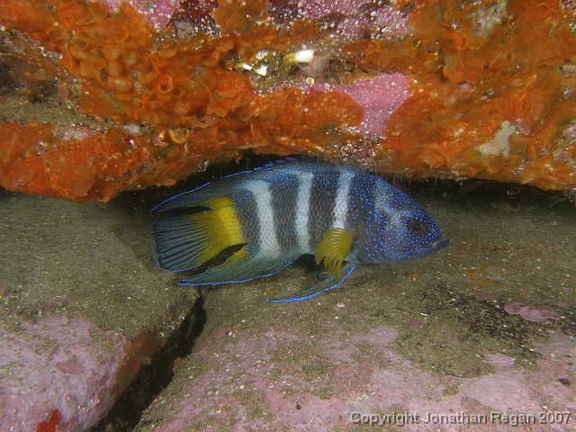 PB171173.JPG - Eastern blue devil fish, 17 November, 2007