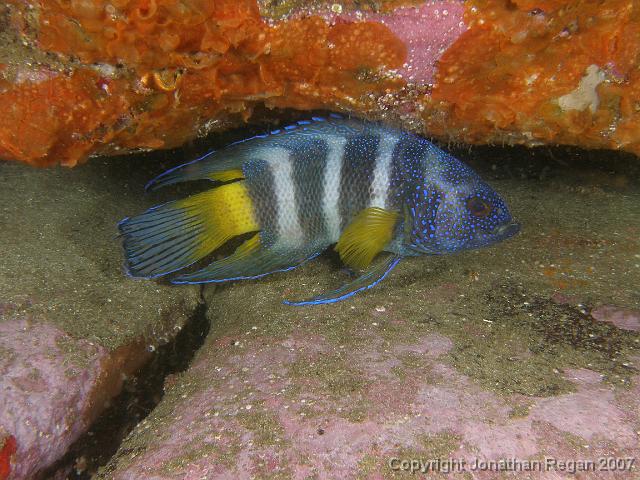 PB171174.JPG - Eastern blue devil fish, 17 November, 2007