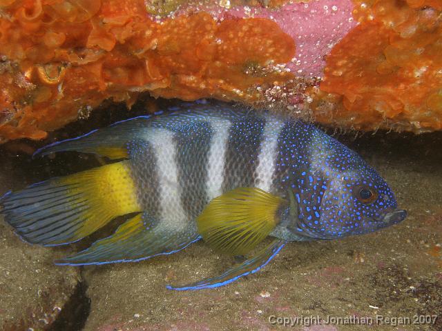 PB171175.JPG - Eastern blue devil fish, 17 November, 2007