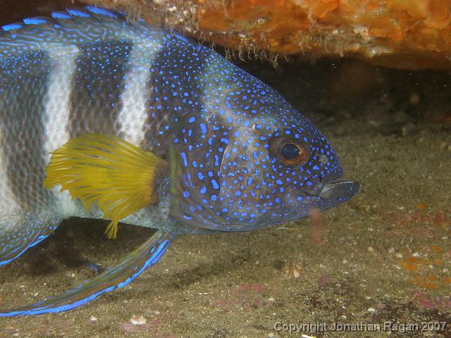 PB171179.JPG - Eastern blue devil fish, 17 November, 2007
