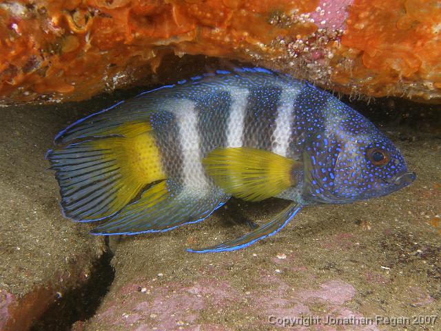 PB171181.JPG - Eastern blue devil fish, 17 November, 2007