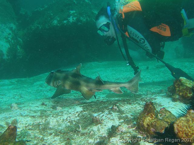 PB181222.JPG - Crested horn shark with Wayne next to it, 18 November, 2007