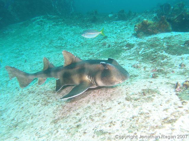 PB181224.JPG - Crested horn shark, 18 November, 2007