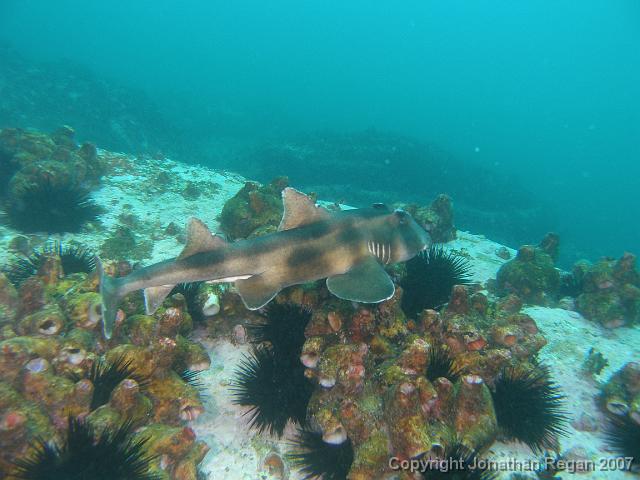 PB181225.JPG - Crested horn shark swimming away, 18 November, 2007