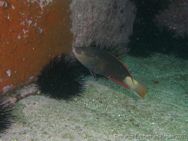 PB181233.JPG - Crimson banded wrasse (male), 18 November, 2007