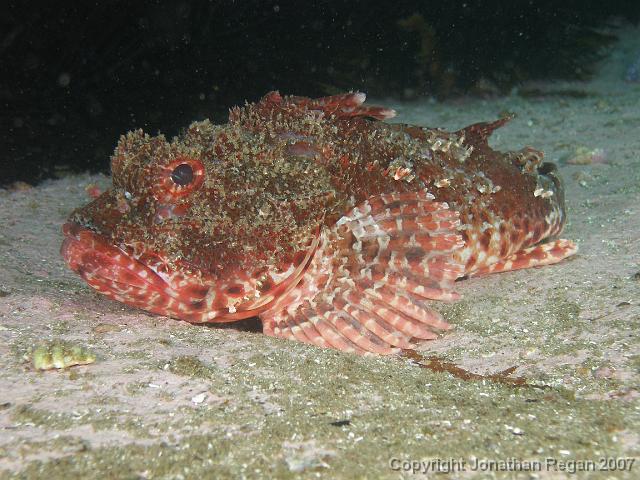 PB181236.JPG - Red rockcod, 18 November, 2007