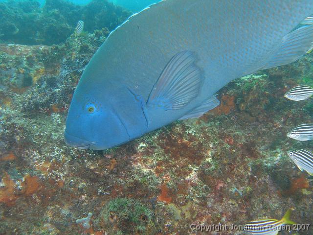 PB181245.JPG - Blue groper, 18 November, 2007