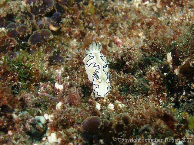 PB181246.JPG - Black margined glossodoris, 18 November, 2007